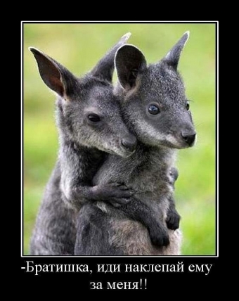 Смешные и прикольные, животные и звери 