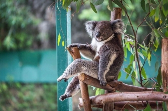 Животные и звери в смешных ситуациях