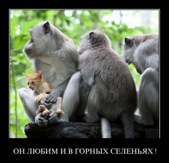Осторожно, обезьянки - смешные демотиваторы про обезьян