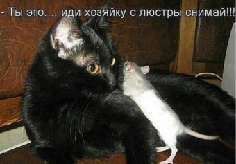 Cмешные картинки про самых разных зверей и животных