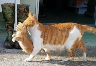 Смешные кошки и собаки, наши домашние питомцы