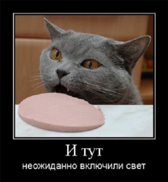 Смешные моменты из жизни зверей и животных.