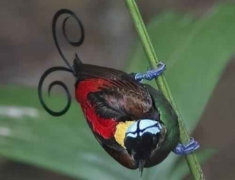 Красивые птицы мира!