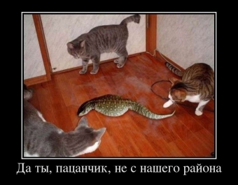 Смешные и прикольные, животные и звери 
