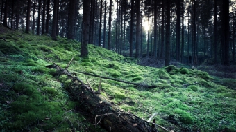 Шуми, шуми, зеленый лес! 