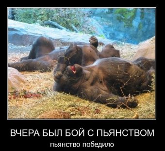 Смешные и прикольные, животные и звери 