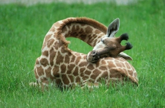 Животные и звери в смешных ситуациях