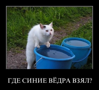 Смешные и прикольные, животные и звери 