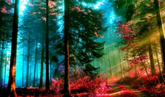 Шуми, шуми, зеленый лес! 