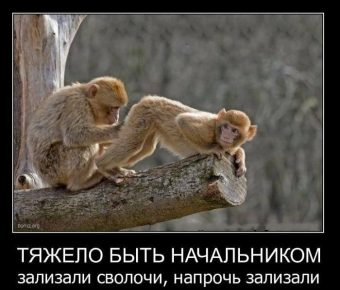 Осторожно, обезьянки - смешные демотиваторы про обезьян