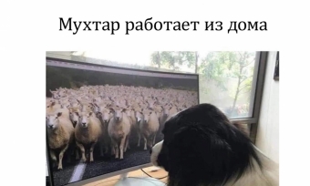 Подборка юмористических фоток на тему Корона вируса