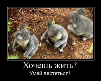 Смешные и прикольные, животные и звери 