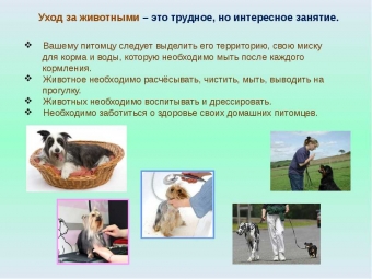 Полезная подборка для ухода за шерстяными друзьями❤️