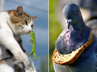 Животные и звери в смешных ситуациях