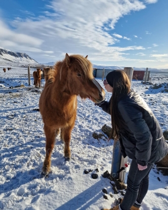 Обои с лошадьми. Исландский пони