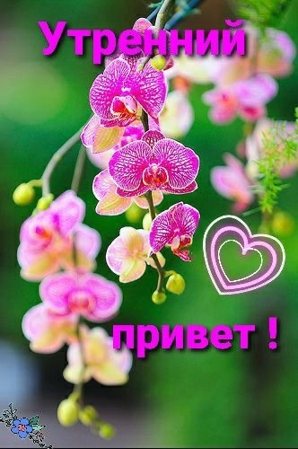 21 ноября. Всемирный день приветствий.