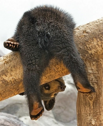 Животные и звери в смешных ситуациях