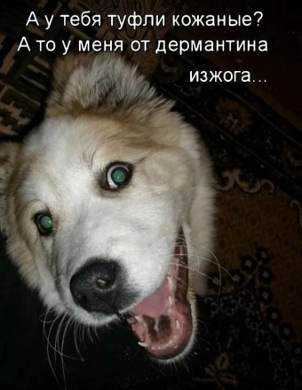 Cмешные картинки про самых разных зверей и животных