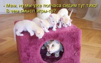 Ну и приколисты, эти животные и звери. 