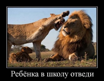 Смешные и прикольные, животные и звери 