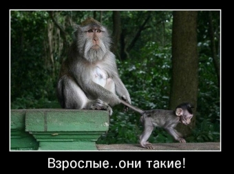 Осторожно, обезьянки - смешные демотиваторы про обезьян