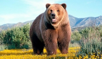 Самые большие медведи в мире