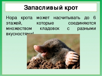 Фото про крота и его жизнь