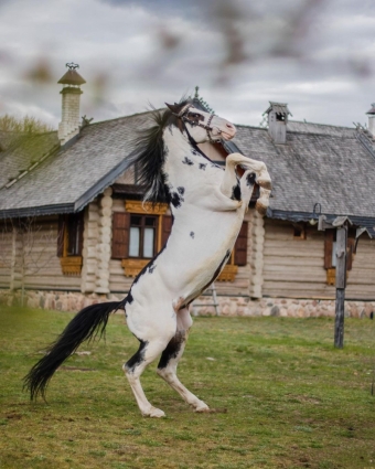 Обои с лошадьми. Американский Пейнтхорс