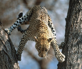 Животные и звери в смешных ситуациях