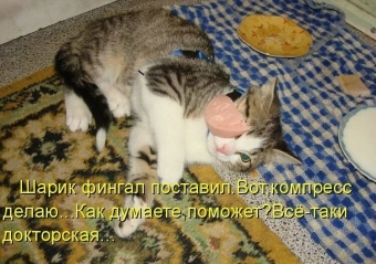 Cмешные картинки про самых разных зверей и животных