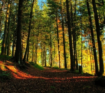 Шуми, шуми, зеленый лес! 