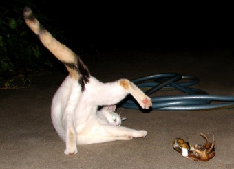 Животные и звери в смешных ситуациях