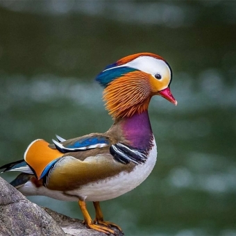 Самые редкие птицы мира. 