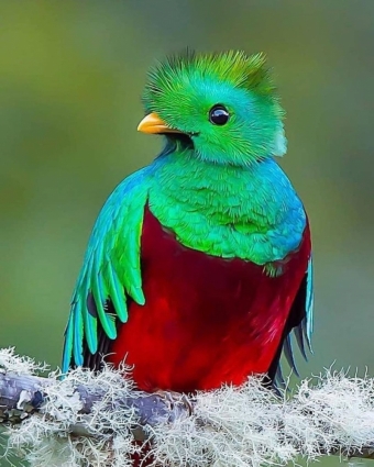 Красивые птицы мира!