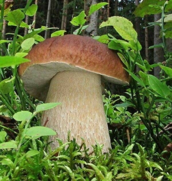 Эстетика с грибами. 3 часть