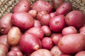 Лучшие сорта картофеля 2023, самые вкусные и урожайные