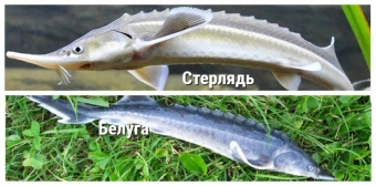 Топ-10 самых страшных вымерших животных