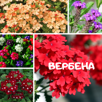 Топ 10 самых красивых цветов мира
