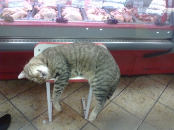 Животные и звери в смешных ситуациях