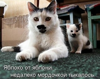 Cмешные картинки про самых разных зверей и животных