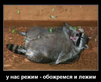 Смешные и прикольные, животные и звери 
