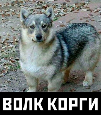 Шуточки и мемы для вас. 11 часть