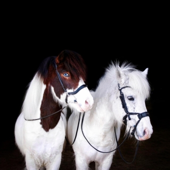 Обои с лошадьми. Исландский пони