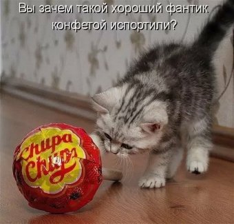 Смешные картинки про зверей)))