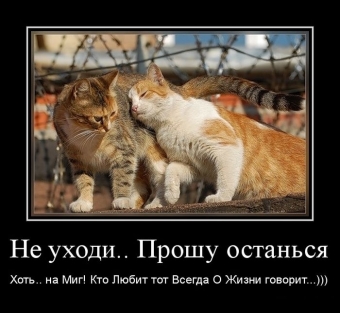 Смешные и прикольные, животные и звери 