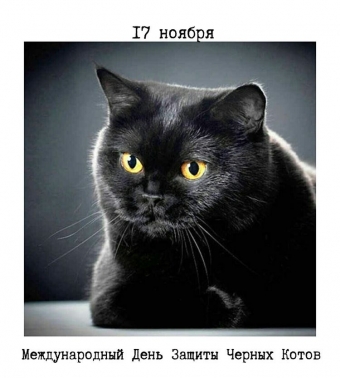 17 ноября. День чёрной кошки.