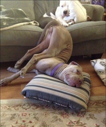 Животные и звери в смешных ситуациях