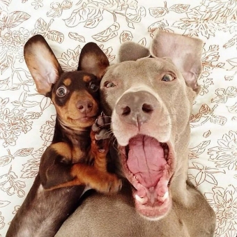 Эти милые собаки, смешные картинки про друзей наших меньших