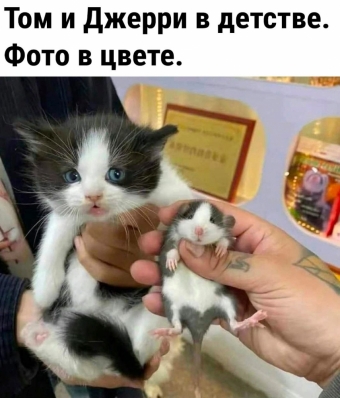 Шуточки и мемы для вас. 9 часть