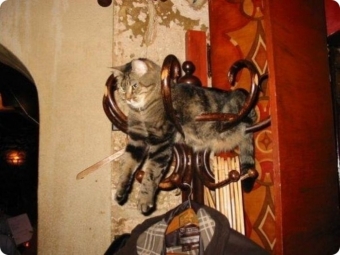 Животные и звери в смешных ситуациях